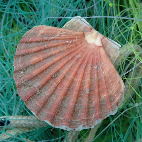 Belle coquille Saint-Jacques