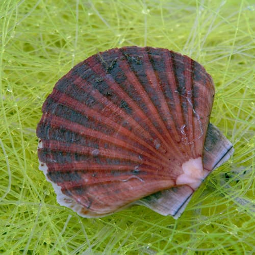 Coquille Saint-Jacques