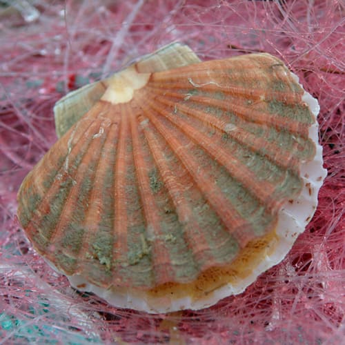 Belle coquille Saint-Jacques