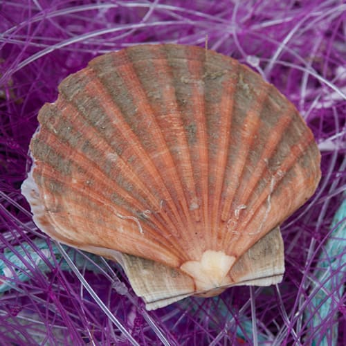 Belle coquille Saint-Jacques