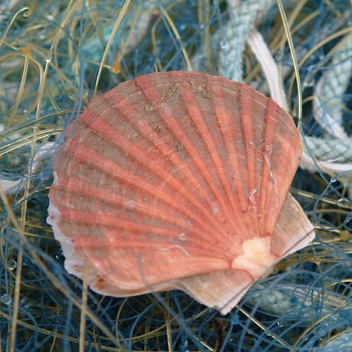 Coquille Saint-Jacques