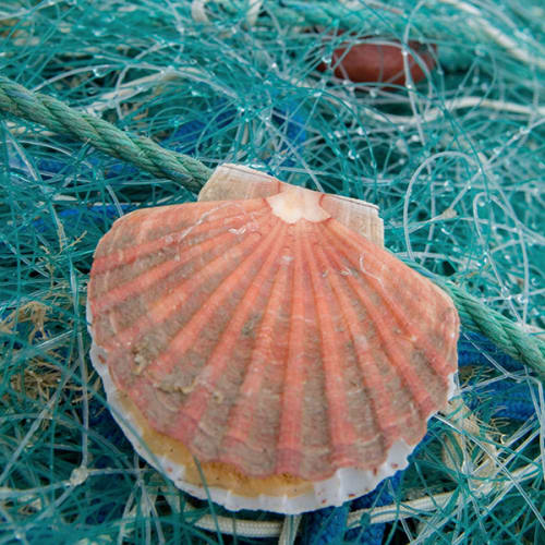 Coquille Saint-Jacques