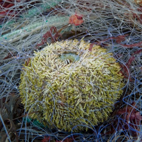 Oursin pris dans les filets de pêche