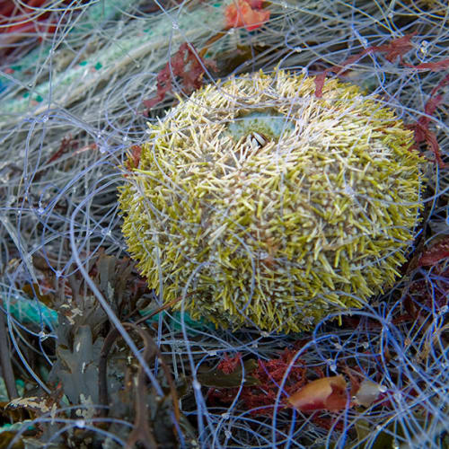 Oursin et filet de pêche