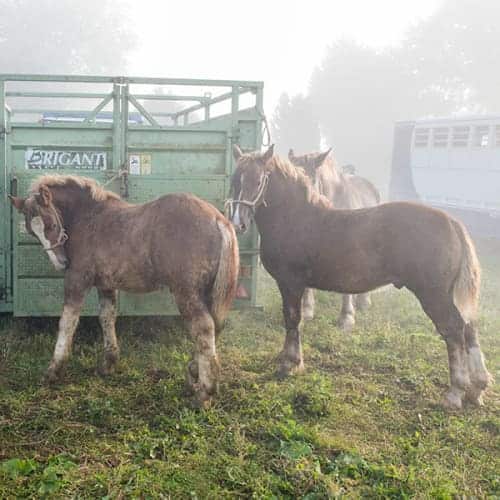 Poulains dans la brume matinale