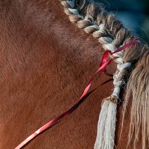 Cheval de trait apprêté