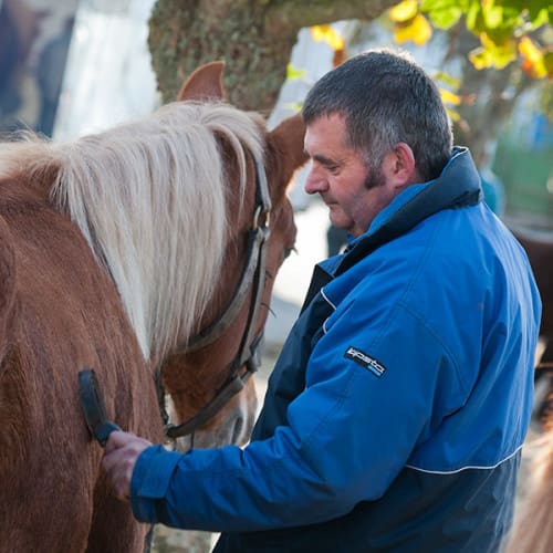 Eleveur préparant son cheval de trait