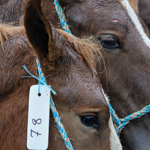 Chevaux de trait