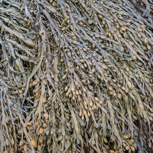 Algues 'Fucus vesiculosus'