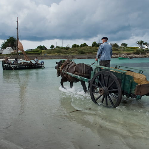 Cheval entrant dans l'eau pour décharger du goémon