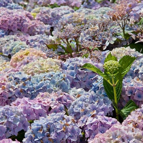 Hortensias aux jolis tons pastel