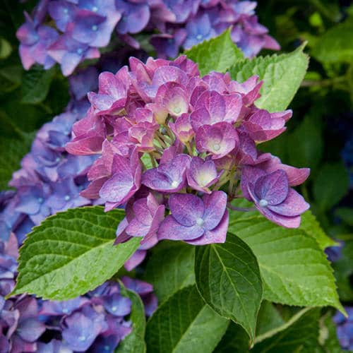 Fleurs d'hortensias rose