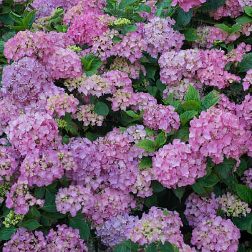 Massif d'hortensias