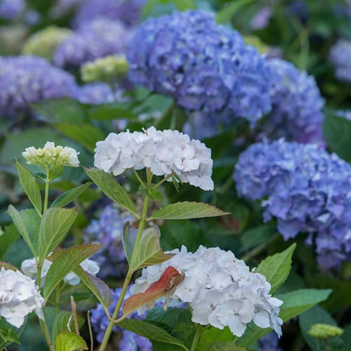 Hortensias bleus et blancs