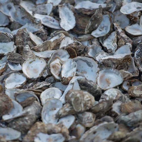 Amas de coquilles d'huîtres vides