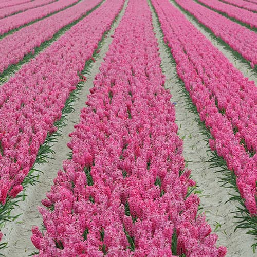 Jacinthes roses en fleurs