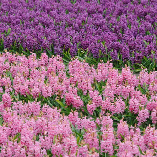 Champ de jacinthes roses et violettes