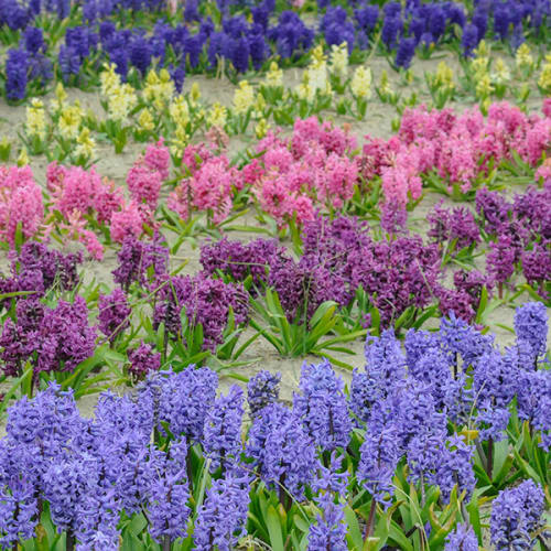 Jacinthes multicolores