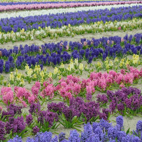 Jacinthes de toutes les couleurs