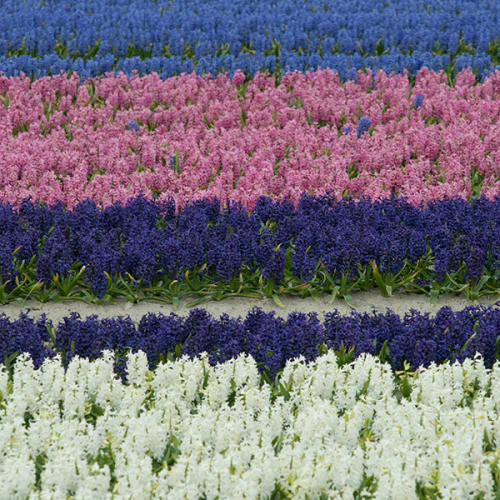Champ de jacinthes multicolores