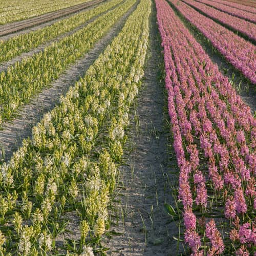 Jacinthes en fleurs