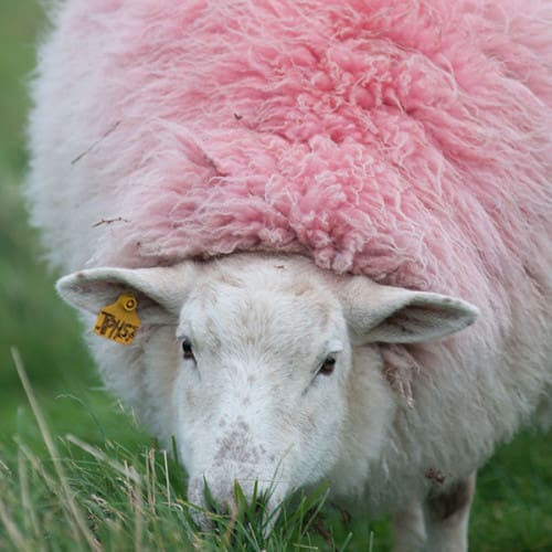 Mouton teinté en rose