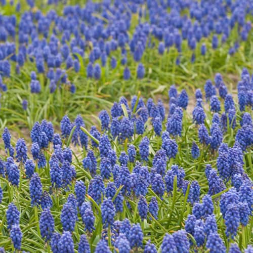 Muscaris en fleurs