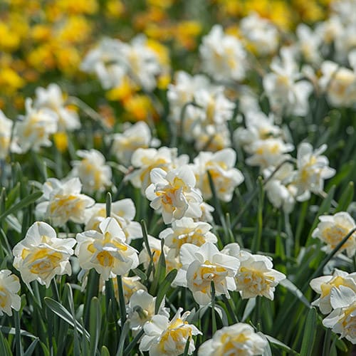 Fleurs du printemps
