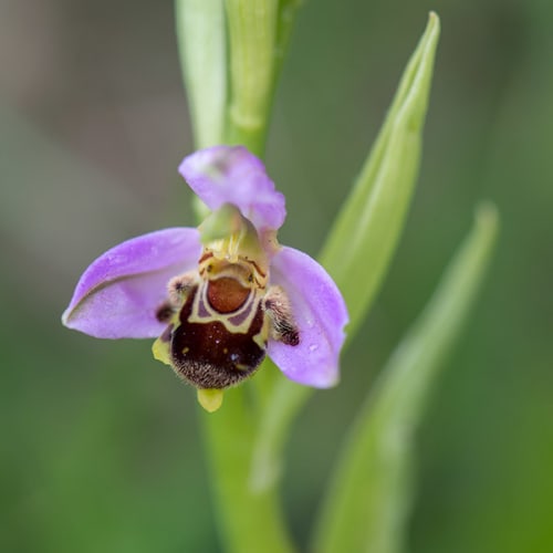 Ophrys abeille en fleur