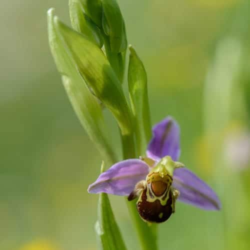 Ophrys apifera