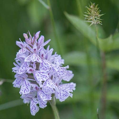 Orchidée sauvage