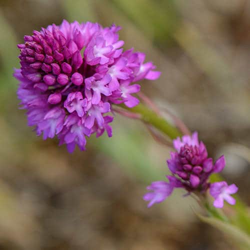 Orchis pyramidal