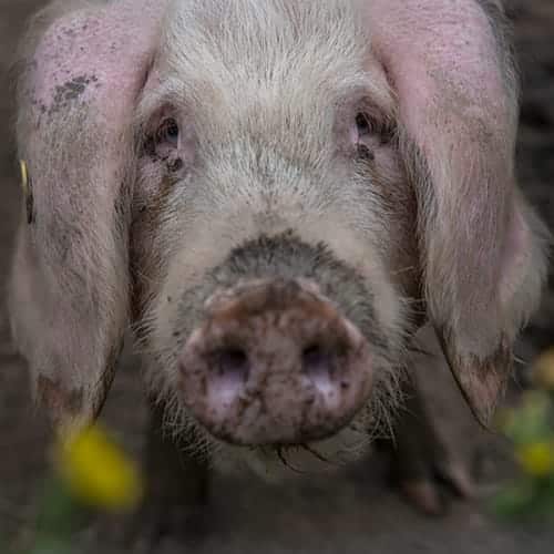Porc blanc de l'Ouest