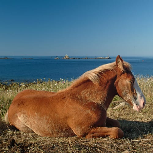 Poulain en bord de mer
