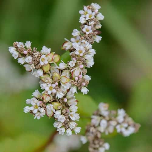 Grappe de sarrasin en fleurs