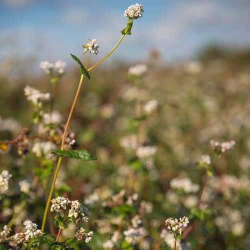 Fleurs de sarrasin