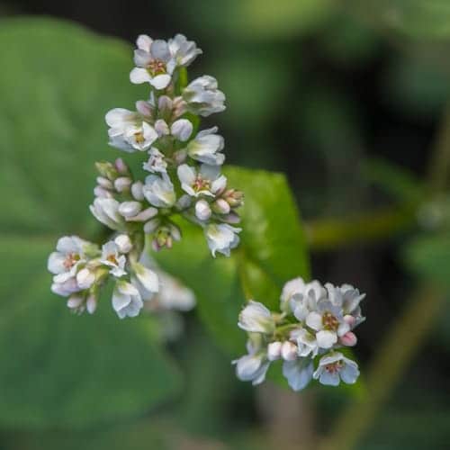 Sarrasin en fleurs