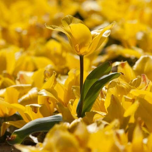 Tulipes en fleurs