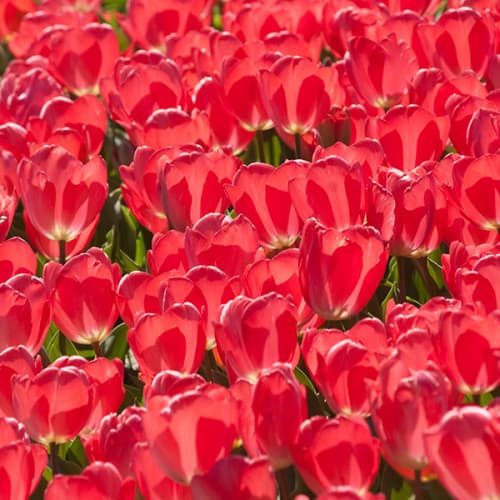 Tulipes rouges