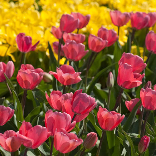 Tulipes en fleurs