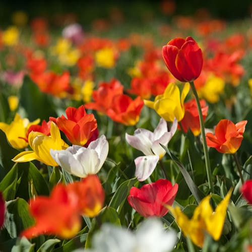 Champ de tulipes multicolores