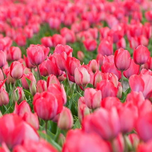 Champ de tulipes roses
