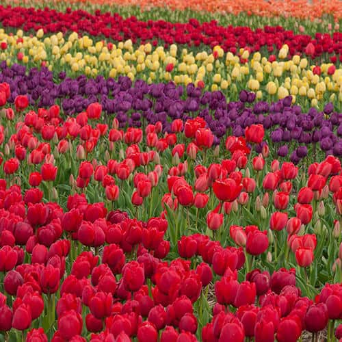 Champ de tulipes de toutes les couleurs