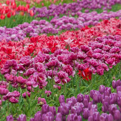 Tulipes rouges et violettes