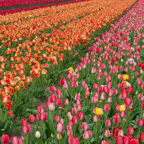 Champ de tulipes multicolores