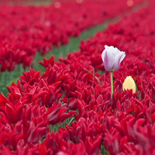 Tulipes rouges