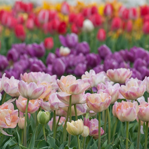 Tulipes multicolores au printemps