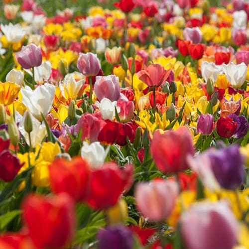Tulipes de toutes les couleurs
