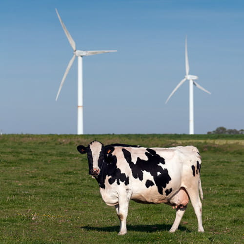 Vache de race Prim'Holstein