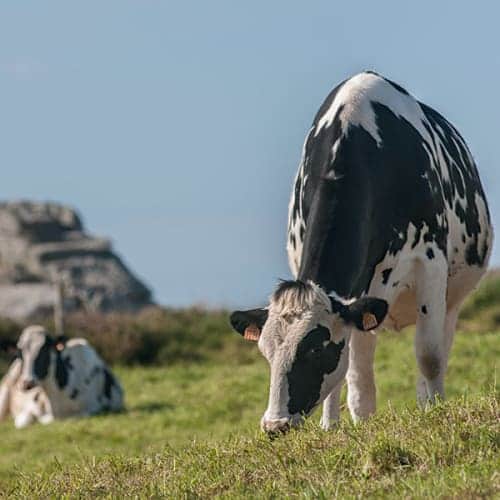 Vaches dans un champ